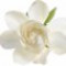 گاردنیای یاسمنی